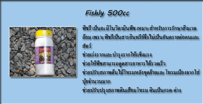 fishly500cc_03.gif