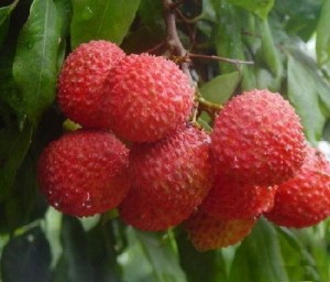Lychee-and-OTOP
