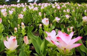 ส่งออก ’ดอกกระเจียว’ พืชเศรษฐกิจบุรีรัมย์ทำรายได้ดี