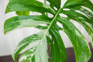 Ultimate-Guide-to-Variegated-Monstera-Plants